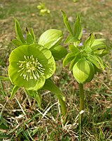 Slika:Helleborus odorus sl2.JPG