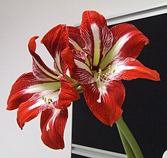 Hippeastrum hibrido 'Gilmar'