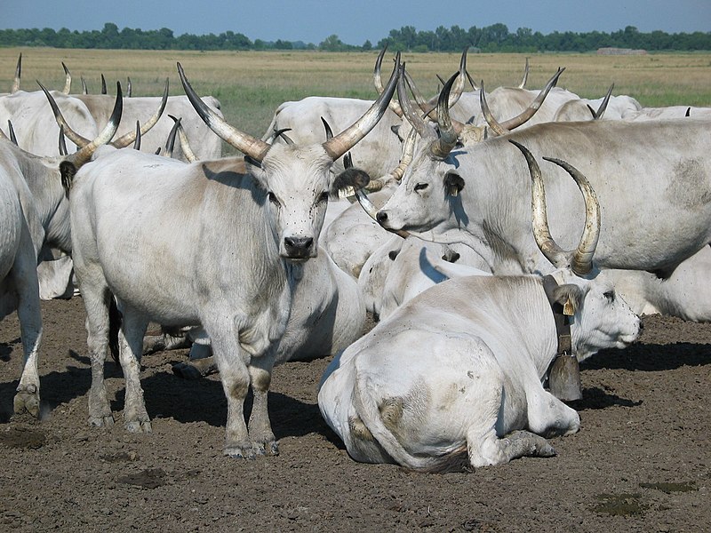 File: Hongaarse Grijze Cattle.jpg