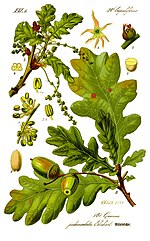 Miniatura per Fagaceae