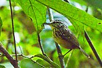 Miniatura para Hypocnemis flavescens