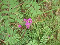 Indigofera (quelle espèce ?)