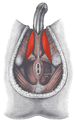 Músculos del periné masculino, el isquicavernoso está resaltado en rojo.