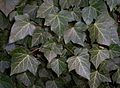 Hedera helix-blare, Bremerhaven.