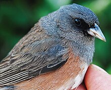 Junco insularis Pau Aleixandre.jpg