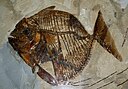 Knochenfisch (Mene rhombea) - Unteres Tertiär, mittleres Eozän - Bolca, Italien