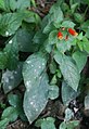 Kohleria tubiflora