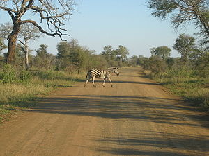 300px-Kruger_Park_Zebra