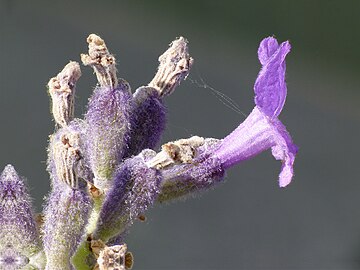 Calyx and corolla (side view)