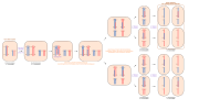 Vignette pour Méiose