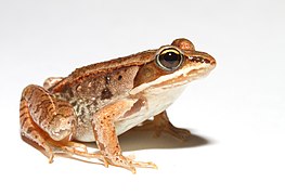 Wood frog