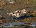 Little Stint.jpg