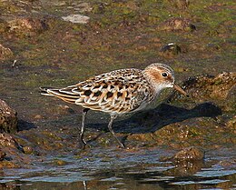 Mažasis bėgikas (Calidris minuta)