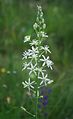 Blasser Pyrenäen-Schaftmilchstern (Loncomelos pyrenaicus subsp. sphaerocarpus)