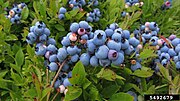 矮叢藍莓（英語：Vaccinium angustifolium） Lowbush blueberry