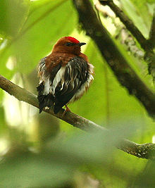 Machaeropterus deliciosus -NW Ecuador-6.jpg