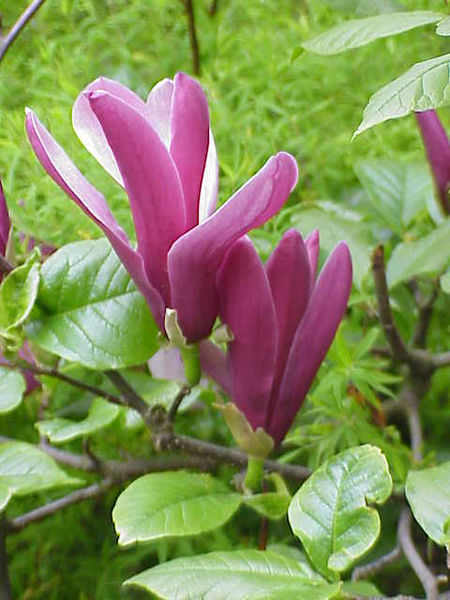 Imagem:Magnolia liliiflora3.jpg