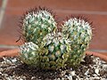 Mammillaria microhelia