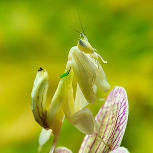 aggressive mimicry of the orchid mantis