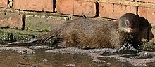 Marsh mongoose nebo vodní mongoose, Atilax paludinosus, v přírodní rezervaci Rietvlei, Gauteng, Jižní Afrika (22548192738) .jpg