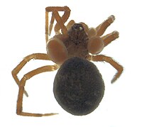 Microtrombidiidae larvae on an unidentified spider