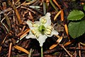 M. uniflora