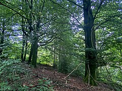 Altholz-Buchenbestand