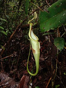 Nepenthes rafflesiana var. elongata upper pitcher.jpg