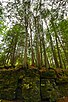 Ньюпортские хвойно-лиственные породы