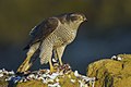 Northern goshawk