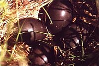 Huevos con cáscara brillante, marrón púrpura oscuro