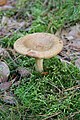 Pilz 04 im Wald