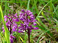 Orchis mâle