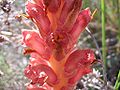 Orobanche rapum-genistae flor.jpg