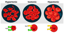 Effect of osmotic pressure on blood cells Osmotic pressure on blood cells diagram.svg