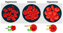 Osmotic pressure on red blood cells Osmotic pressure on blood cells diagram.svg