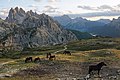 17. Lovak a legelőn (Parco Naturale Tre Cime, Dél-Tirol, Olaszország) (javítás)/(csere)