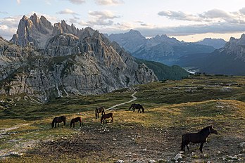 Cavalos pastando no Parque Natural Três Picos, Tirol do Sul, Itália (definição 4 200 × 2 800)