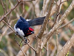 Description de l'image Paroaria baeri Araguaia Cardinal; river Araguaia, Aruanã, Goiás, Brazil 04.jpg.