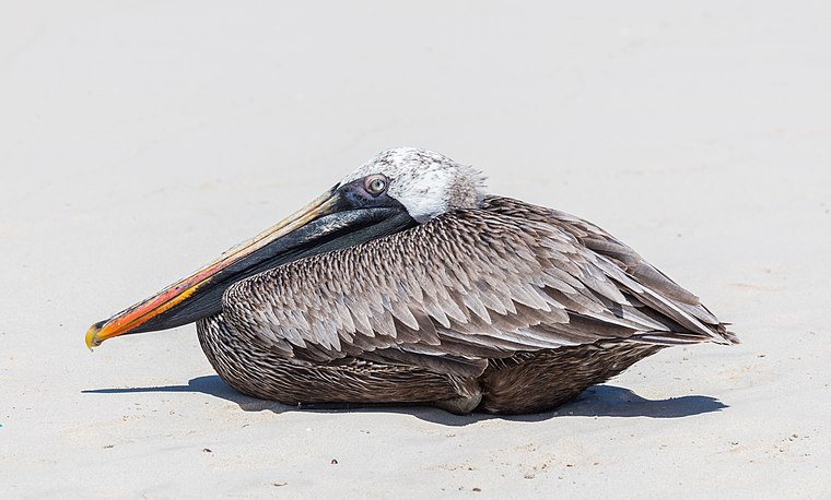 A brown pelican (elecanus occidentalis) in the Galapagos Islands. Show another