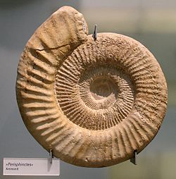 Fossil of the Jurassic ammonoid Perisphinctes