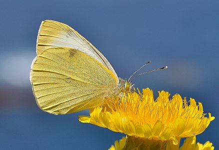 پروانه درشت بال سفید جزایر قناری