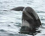 Pilot whale spyhop.jpg