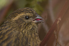 ♀ Carpodacus rodochroa