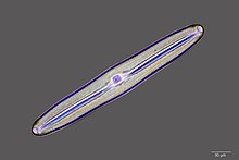 There are over 100,000 species of diatoms which account for 50% of the ocean's primary production. Pinnularia major.jpg
