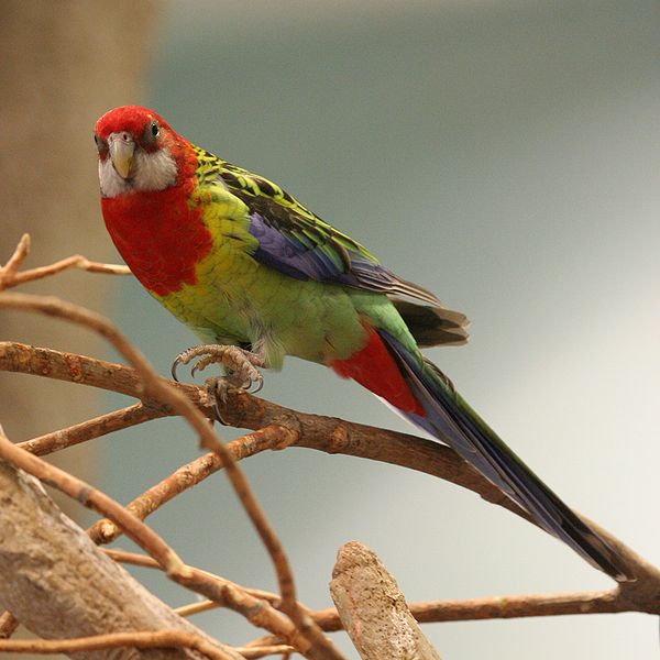 600px-Platycercus_eximius_-Buffalo_Zoo-8-3c.jpg