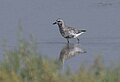 (5) Unidentified bird, Riserva naturale orientata oasi faunistica di Vendicari, Sicily