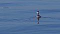 Somormujo (Podiceps cristatus) en las salinas.