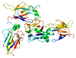 Protein CHEK2 PDB 1gxc.png