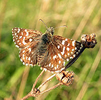 Grizzled Skipper as an example of the genus